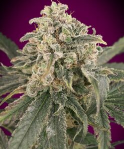 Foto Auto amnesia xxl advanced seeds