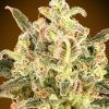 Foto Biodiesel mass auto xxl advanced seeds
