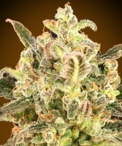 Foto Biodiesel mass auto xxl advanced seeds