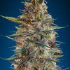 Foto Auto blue diesel 100% advanced seeds
