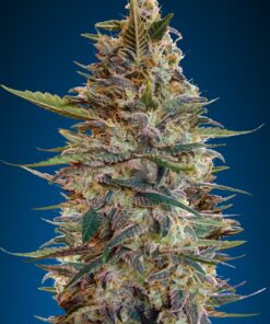 Foto Auto blue diesel 100% advanced seeds