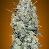 Foto Auto critical mass 100% advanced seeds