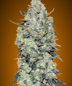 Foto Auto critical mass 100% advanced seeds