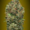 Foto Auto critical soma advanced seeds