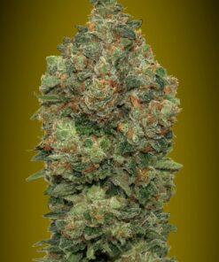 Foto Auto critical soma advanced seeds
