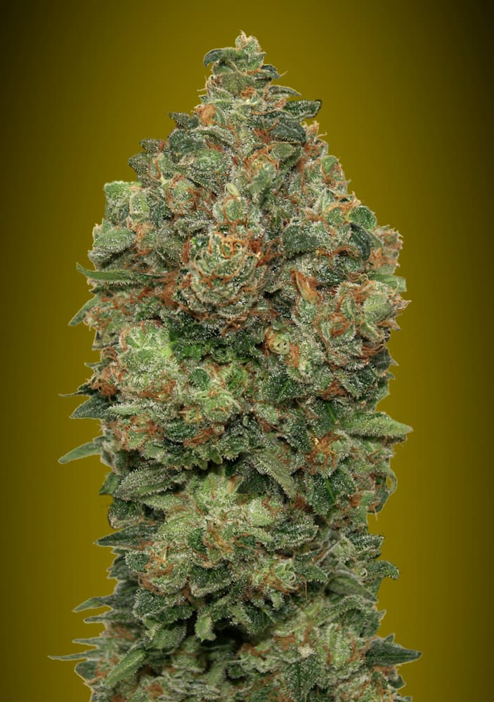 Foto Auto critical soma advanced seeds