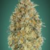 Foto Auto gorilla blue 100% advanced seeds