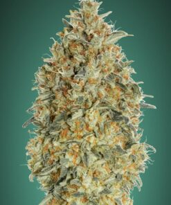 Foto Auto gorilla blue 100% advanced seeds