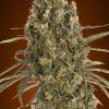 Foto Auto jack herer 100% advanced seeds