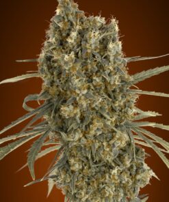 Foto Auto jack herer 100% advanced seeds