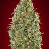 Foto Kaya 47 auto advanced seeds