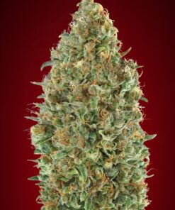 Foto Kaya 47 auto advanced seeds