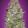 Foto Auto new york diesel advanced seeds