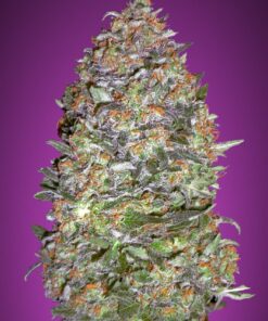 Foto Auto new york diesel advanced seeds