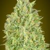 Foto Auto pineapple glue advanced seeds