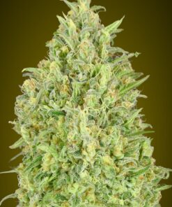 Foto Auto pineapple glue advanced seeds
