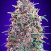 Foto Auto purple diesel (1 unidad) advanced seeds