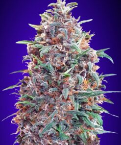 Foto Auto purple diesel (1 unidad) advanced seeds
