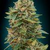 Foto Auto skunk 47 advanced seeds