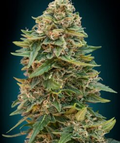 Foto Auto skunk 47 advanced seeds