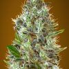Foto Auto somango 100% advanced seeds