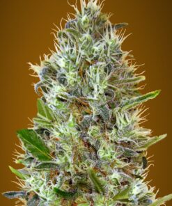 Foto Auto somango 100% advanced seeds