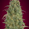 Foto Auto strawberry gum advanced seeds