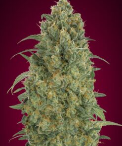 Foto Auto strawberry gum advanced seeds