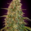 Foto Auto zkittlez auto advanced seeds
