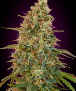 Foto Auto zkittlez auto advanced seeds