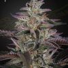 Foto Banana krumble 100% green house