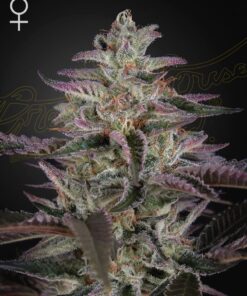 Foto Banana krumble 100% green house