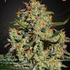 Foto Big bang 100% green house