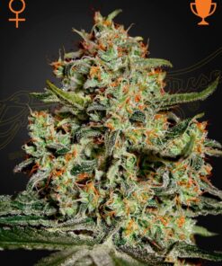 Foto Big bang 100% green house