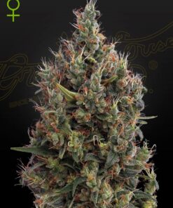 Foto Big bang auto green house