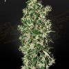 Foto Big tooth 100% green house
