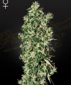 Foto Big tooth 100% green house