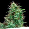 Foto Auto bilberry 100% exclusive seeds bank