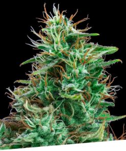 Foto Auto bilberry 100% exclusive seeds bank