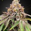 Foto Blue haze x gelato 41 auto green house