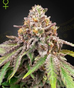 Foto Blue haze x gelato 41 auto green house