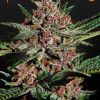 Foto Bubba kush 100% green house