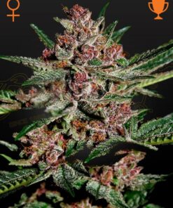 Foto Bubba kush 100% green house
