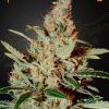 Foto Chemdog 100% green house