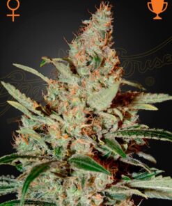 Foto Chemdog 100% green house