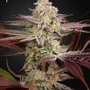 Foto Chemical bride 100% green house