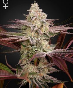Foto Chemical bride 100% green house