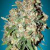 Foto Critical 100% advanced seeds