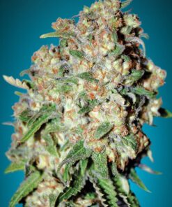 Foto Critical 100% advanced seeds