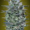Foto Critical lemon 100% advanced seeds
